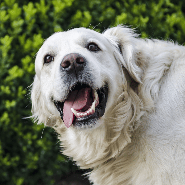 Dog with white teeth